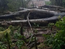 Hujan Angin, Dua Pohon Tumbang Timpa Rumah di Cisitu