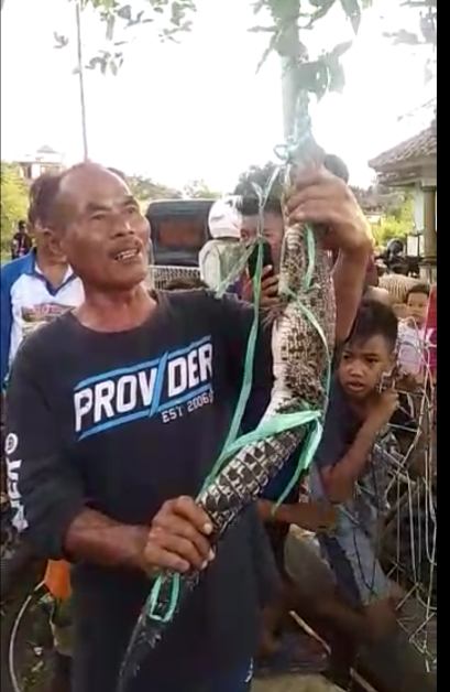 Anak Buaya di Waduk Jatigede