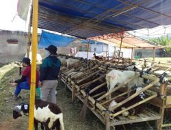 Omzet Penjual Hewan Qurban Anjlok Hingga 50 Persen