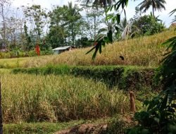 Pupuk Langka Petani Kelabakan