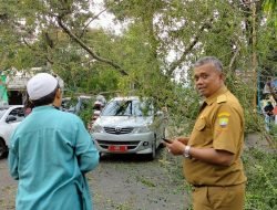 Akibat Rapuh, Pohon Tumbang Timpa Dua Mobil di Sumedang