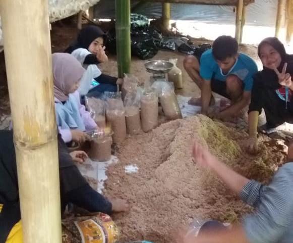 Budidaya Jamur Tiram