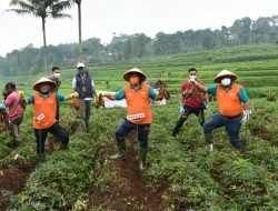 KUR Cluster Ubi Cilembu, Diharapkan Mensejahterakan Petani Sumedang