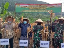 Demplot Jagung Hibrida Seluas 1 Hektar Milik Kodim 0610 Sumedang Dipanen