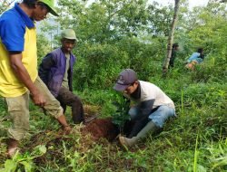 Gali Potensi, Desa Cikoneng Di Sumedang Lestarikan Kembali Jeruk Cikoneng Yang Dulu Pernah Jadi Primadona
