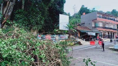 Pohon beringin yang diperkirakan berusia ratusan tahun roboh dan menimpa kabel listrik di depan Terminal Kecamatan Rancakalong Kabupaten Sumedang. Senin 28 Maret 2022