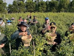 Harga Cabai Melambung, Petani di Sukawangi Sumringah