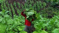 DPKP Sumedang Genjot Produktivitas Tembakau Lewat Bantuan DBHCHT
