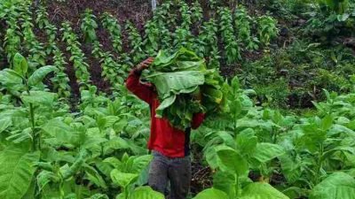 Petani Tembakau di Sumedang Akan Terima Bantuan Tunai Rp 300 Per Bulan