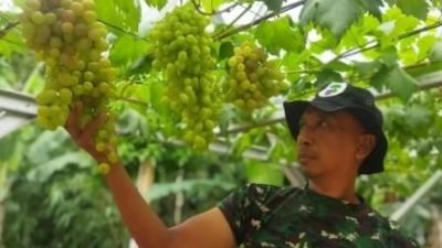 Budidaya Angur di Pekarangan Rumah