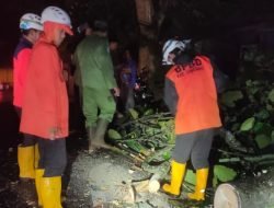 Rawan Pohon Tumbang, BPBD Sumedang Himbau Pengemudi Ekstra Hati-hati Melintas di Jalan Bandung-Sumedang