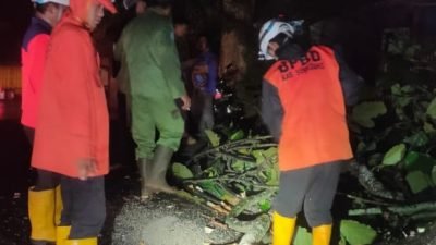 Rawan Pohon Tumbang, BPBD Sumedang Himbau Pengemudi Ekstra Hati-hati Melintas di Jalan Bandung-Sumedang