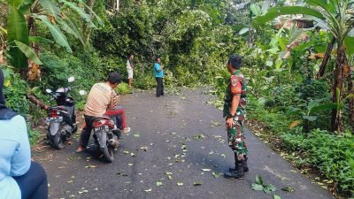 pohon tumbang yang menutupi jalan penghubung Tanjungkerta-Buahdua, di Desa Boros, Kecamatan Tanjungkerta, Kabupaten Sumedang, pada Jumat (16/02/2024)