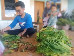 Kenaikan Harga, Namun Tantangan Mahalnya Pupuk bagi Petani Tembakau di Sumedang