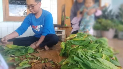 Kenaikan Harga, Namun Tantangan Mahalnya Pupuk bagi Petani Tembakau di Sumedang