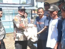 Sumedang Perangi Kemiskinan dengan Kartu Tangkis dan Ayam Sentul
