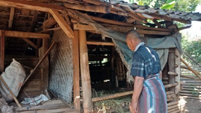 6 Domba Digasak Maling