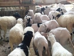 Puluhan Kelompok Ternak di Sumedang Terima Bantuan Ratusan Bibit Domba