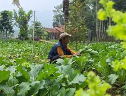 Saung Ilmu: Membangun Kemandirian Ekonomi Desa Haurngombong dengan Teras Hejo