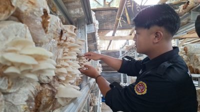 Budidaya jamur tiram