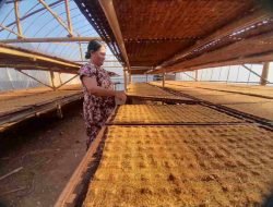 Sumedang Bangun Rumah Pengering Tembakau untuk Bantu Petani Hadapi Musim Hujan