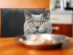 Bahaya Memberikan Makanan Manusia dan Pilihan Makanan Kucing yang Tepat
