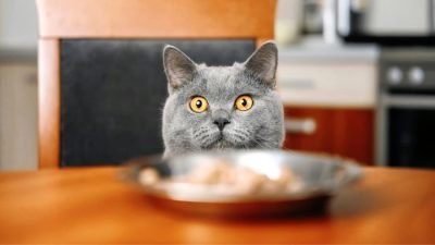 Bahaya Memberikan Makanan Manusia dan Pilihan Makanan Kucing yang Tepat