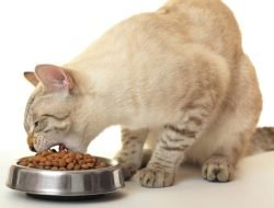 Tips Memilih Tempat Makan Kucing yang Aman & Nyaman