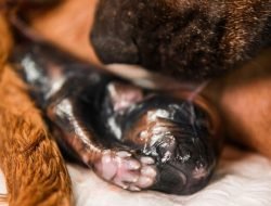 Kenali Sejak Dini Tanda-Tanda Anjing Akan Melahirkan!