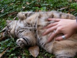 Ciri-Ciri Kucing Hamil dan Masa Kehamilan yang Perlu Diketahui Pemilik