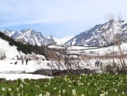 Desa Otari di Nagano “Taman Alam Tsugaike” Dibuka pada 7 Juni — Salju yang datang terlambat dan Pemandangan Pegunungan Alpen Utara Menunggu
