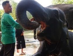 Menjaga Habitat Gajah Sumatera, LindungiHutan Hijaukan Taman Nasional Way Kambas