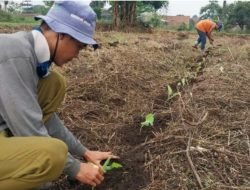 UPTD Agrobisnis Sumedang Dorong Produktivitas Tembakau Lewat Bantuan Saprodi