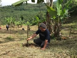 Ancaman Hilangnya Hutan Indonesia, Saatnya Meninjau Ulang Kebijakan Karbon Kita
