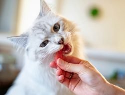 Rekomendasi Makanan Pasca Sterilisasi Kucing