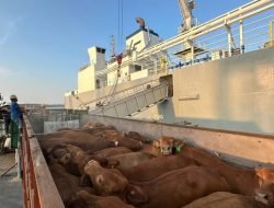 Pelindo Perkuat Ketahanan Pangan Nasional, Bongkar 1.138 Ekor Sapi di Pelabuhan Tanjung Intan