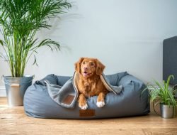 Cari Tahu Persiapan Adopsi Anjing di Rumah untuk Pemula