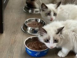 Pilihan Makanan Kucing Halal untuk Anabul Kesayanganmu