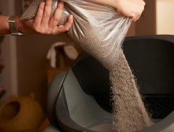 Tips Memilih Jenis Pasir Kucing Anti Bau