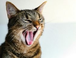 Tips Mudah Menghilangkan Mulut Kucing Bau yang Mengganggu