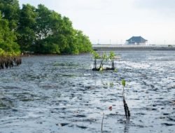 Hari Kanker Paru Sedunia: LindungiHutan Tegaskan Pentingnya Tutupan Hijau untuk Udara Bersih dan Kesehatan Paru