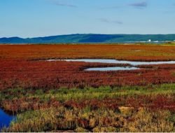 Pesona Musim Gugur Hokkaido yang Menakjubkan