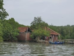 Hari Hutan Indonesia 2025: Krisis Iklim, Banjir Rob, dan Hutan yang Kian Menghilang