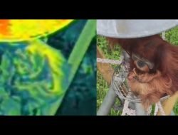 Terra Drone Indonesia Berikan Pelatihan Pengoperasian DJI Matrice 4 Thermal kepada Yayasan Ekosistem Lestari untuk Konservasi Orangutan