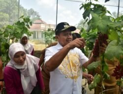 Petik Anggur di Sumedang, Bisa Panen Sendiri Mulai Rp120 Ribu