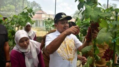 wisata petik anggur Sumedang