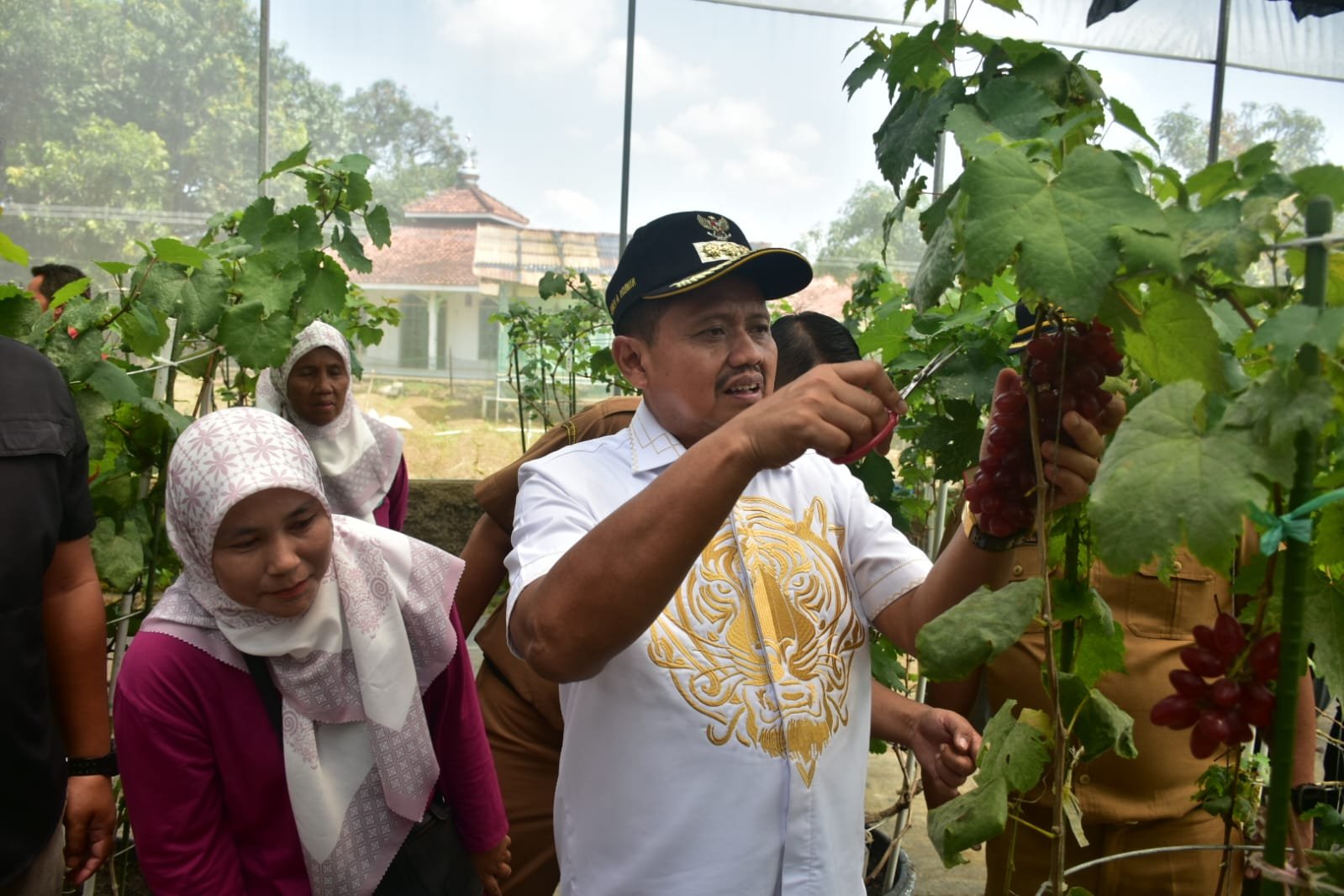 wisata petik anggur Sumedang