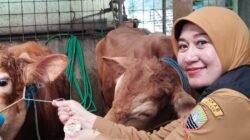UPTD Perikanan dan Peternakan Sumedang Intensifkan Pemeriksaan Hewan Kurban Jelang Idul Adha 2026