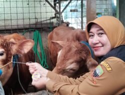 UPTD Perikanan dan Peternakan Sumedang Intensifkan Pemeriksaan Hewan Kurban Jelang Idul Adha 2026