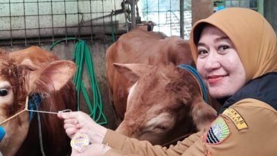 UPTD Perikanan dan Peternakan Sumedang mengintensifkan pemeriksaan hewan kurban untuk memastikan ternak sehat dan layak jelang Idul Adha 2026.